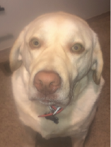 oakley security